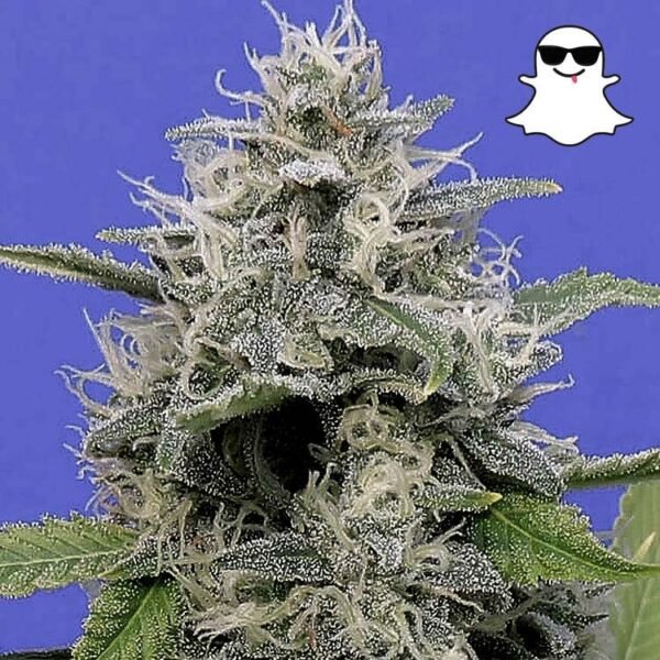 ghostogautoseeds