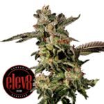 Giscotti seeds for sale: Biscotti strain by Elev8 Seeds