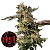 Giscotti seeds for sale: Biscotti strain by Elev8 Seeds