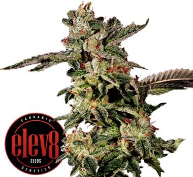 Giscotti seeds for sale: Biscotti strain by Elev8 Seeds