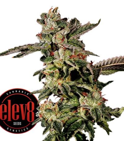 Giscotti seeds for sale: Biscotti strain by Elev8 Seeds