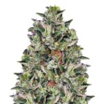 Glookies Autoflower: a big one