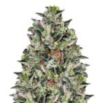 Glookies Autoflower: a big one