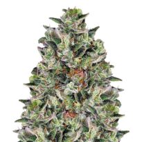 Glookies Autoflower: a big one