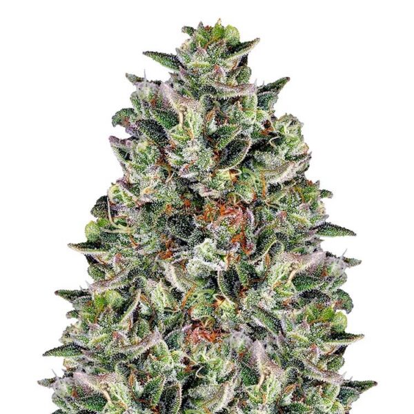Glookies Autoflower: a big one