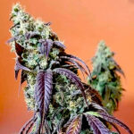 Thumbnail for Gorilla Glue #4 88 89 90 5 seeds - Gelato Seeds
