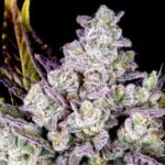 Thumbnail for Gorilla Zookies Auto 89 90 88 5 seeds - Gelato Seeds