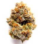 Thumbnail for Headband Auto 89 90 88 5 seeds - Gelato Seeds