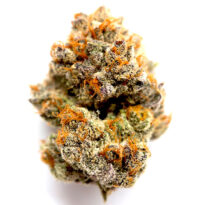 Headband Autoflower seeds for sale