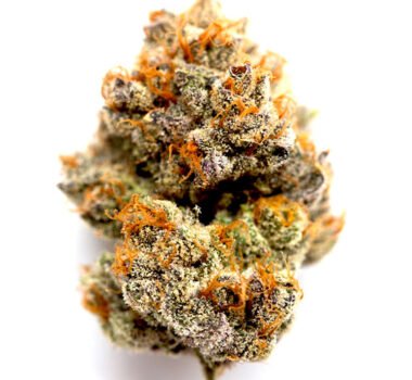 Headband Autoflower seeds for sale