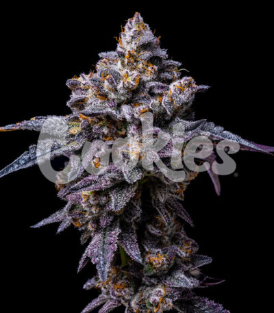 Hollywood seeds by Cookies