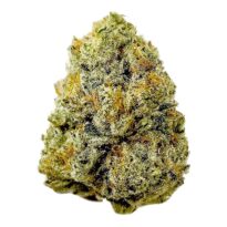 Thumbnail for Holy Grail OG Kush seeds 88 89 90 5 seeds - Gelato Seeds