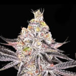 Thumbnail for Horchata 88 89 90 5 seeds - Gelato Seeds