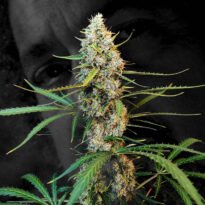 Image of Jack Herer Auto 88 89 90 5 seeds - Gelato Seeds