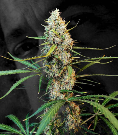 Image of Jack Herer Auto 88 89 90 5 seeds - Gelato Seeds