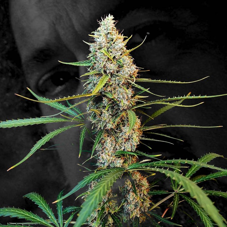 Jack Herer Auto - Autoflower seeds Image of Jack Herer Auto 88 89 90 5 seeds - Gelato Seeds