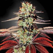 King Kush marijuana seeds for sale