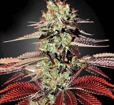 King Kush marijuana seeds for sale