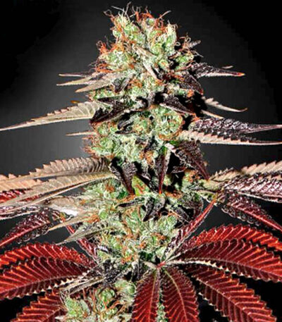 King Kush marijuana seeds for sale