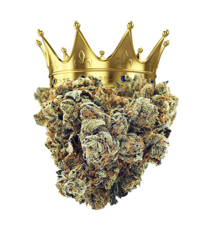 King Louis XIII OG seeds strain