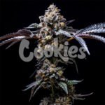 Lemon Cherry Pop strain from Cookies Seed Bank
