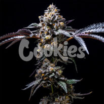Lemon Cherry Pop strain from Cookies Seed Bank