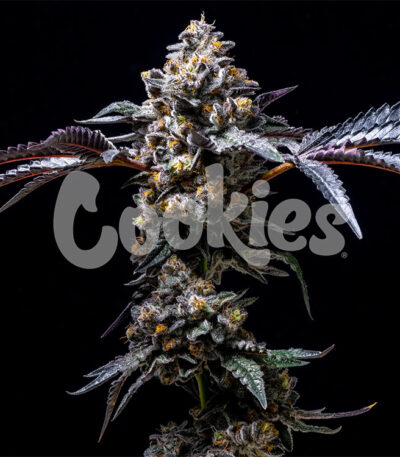 Lemon Cherry Pop strain from Cookies Seed Bank