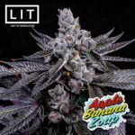 Thumbnail for Apple Banana Zoap (LIT Farms) 95 6 seeds - Gelato Seeds