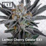 Lemon Cherry Gelato BX1 by LIT Farms