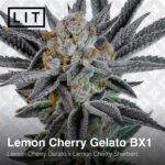Lemon Cherry Gelato BX1 by LIT Farms