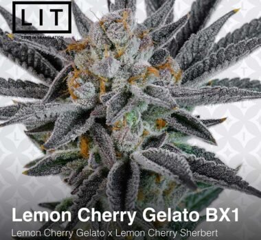 Lemon Cherry Gelato BX1 by LIT Farms