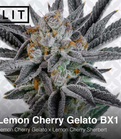 Lemon Cherry Gelato BX1 by LIT Farms
