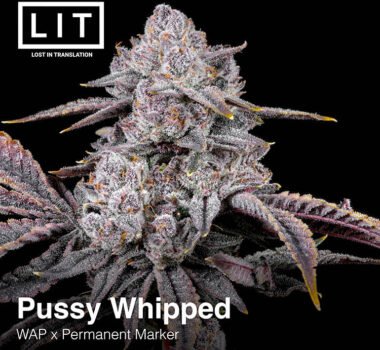 Pussy Whipped strain by LIT Farms