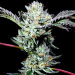 Whore Bath strain by LIT Farms