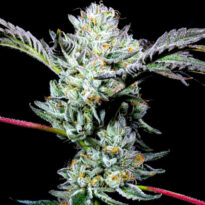Whore Bath strain by LIT Farms