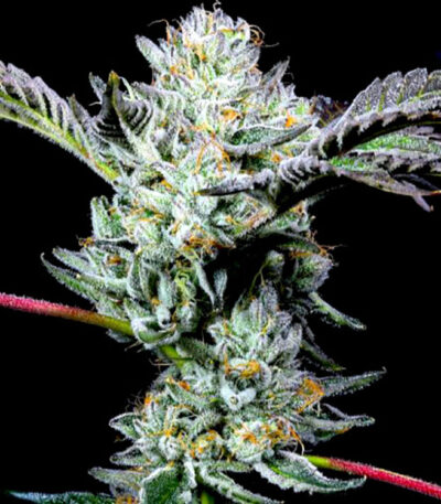 Whore Bath strain by LIT Farms