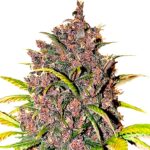 LSD Autoflower seeds strain