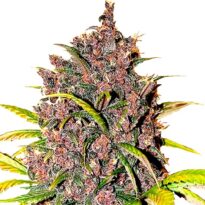 LSD Autoflower seeds strain