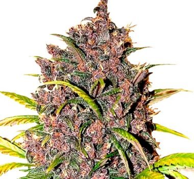 LSD Autoflower seeds strain