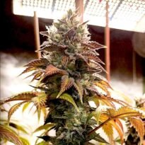 MAC 1 strain. MAC1. MAC #1