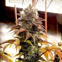 Image of MAC 1 89 90 88 5 seeds - Gelato Seeds