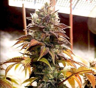 Image of MAC 1 89 90 88 5 seeds - Gelato Seeds