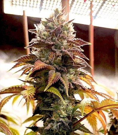 Image of MAC 1 89 90 88 5 seeds - Gelato Seeds