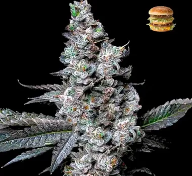 MAC Burger feminized cannabis seeds for sale