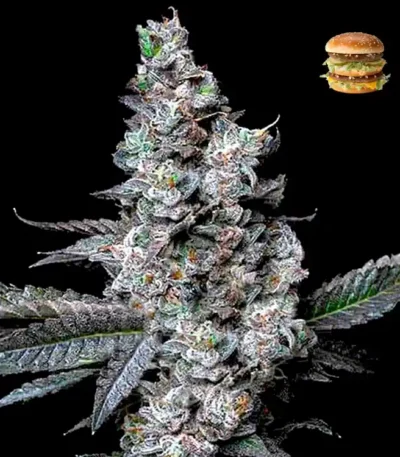 MAC Burger feminized cannabis seeds for sale