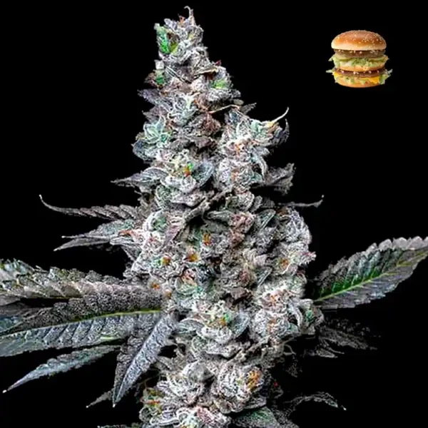 MAC Burger feminized cannabis seeds for sale