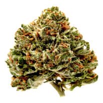 Master Kush feminized Indica-dominant photoperiod seeds