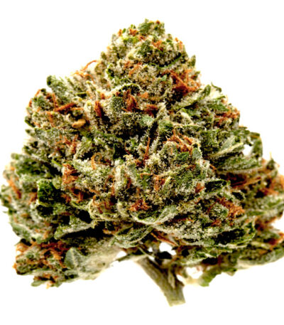 Master Kush feminized Indica-dominant photoperiod seeds