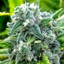 Maui Wowie seeds for sale. Real Maui Wowie strain.