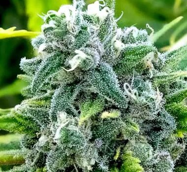 Maui Wowie seeds for sale. Real Maui Wowie strain.